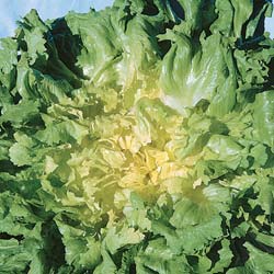 Golden Giant Escarole Endive